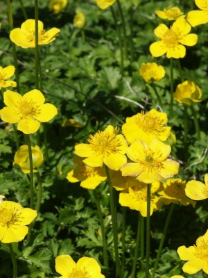Bild von Trollius pumilus