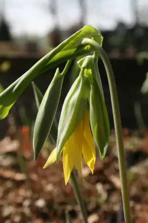 Bild von Uvularia grandiflora