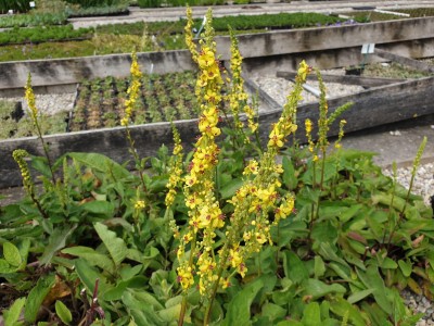 Bild von Verbascum nigrum