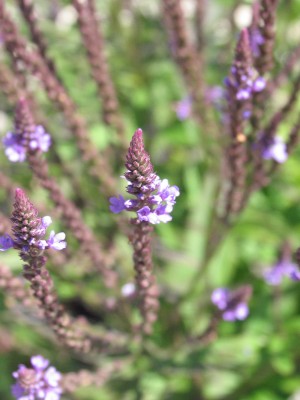 Bild von Verbena hastata