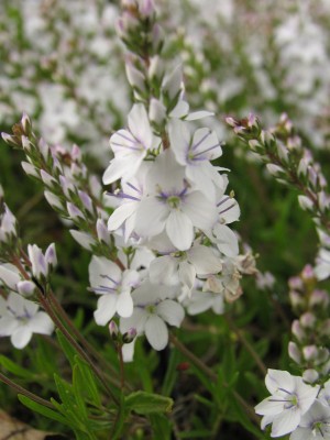 Bild von Veronica prostrata Alba