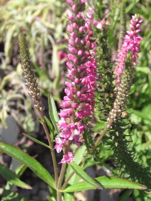 Bild von Veronica spicata Rotfuchs