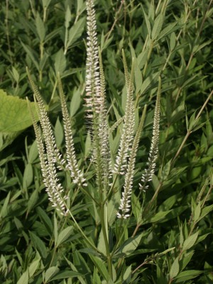 Bild von Veronicastrum virginicum Album