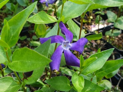 Bild von Vinca balcanica Darlington Star
