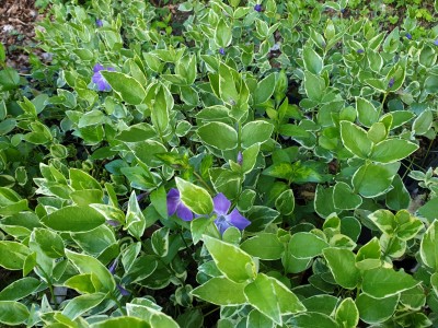 Bild von Vinca major Variegata