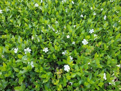 Bild von Vinca minor Elisa