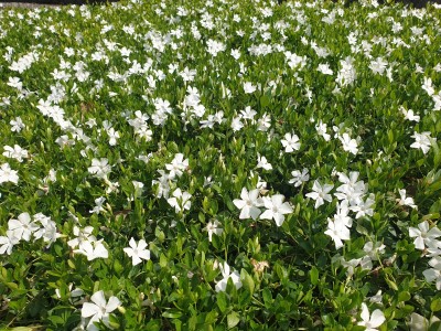 Bild von Vinca minor Gertrude Jekyll