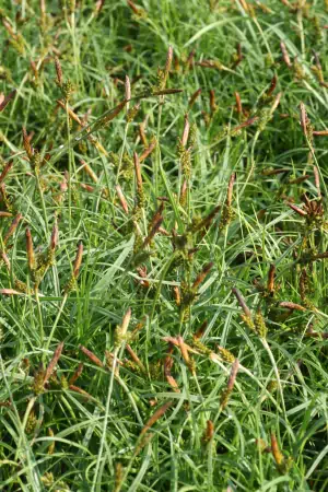 Bild von Carex caryophyllea The Beatles