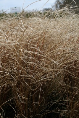 Bild von Carex comans Kupferflamme