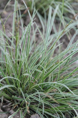 Bild von Carex conica Snowline