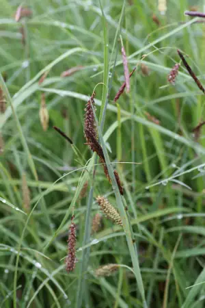 Bild von Carex flacca