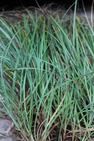 Bild von Carex flacca Blue Zinger