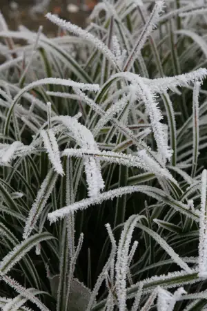 Bild von Carex foliosissima Icedance