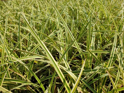 Bild von Carex foliosissima Vanilla Ice