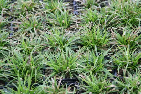 Bild von Carex oshimensis Evergreen