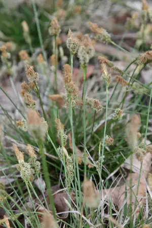 Bild von Carex humilis