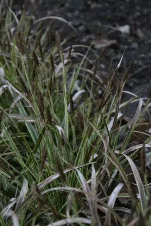 Bild von Carex morrowii Aureovariegata