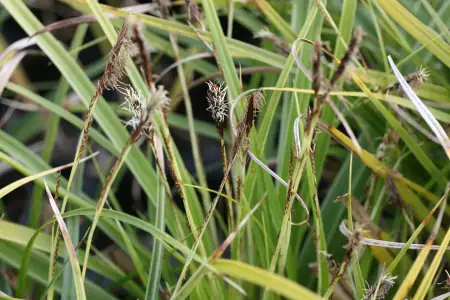 Bild von Carex morrowii Variegata