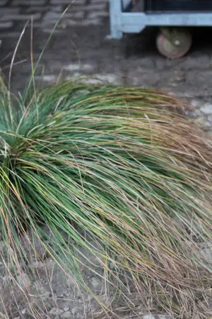 Bild von Carex morrowii var.temnolepis