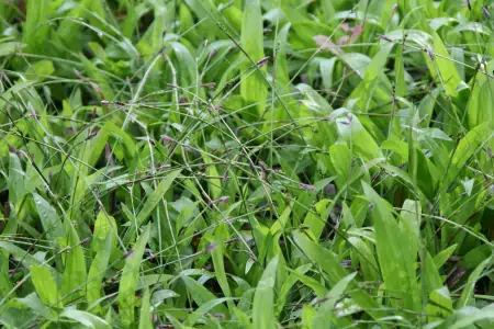 Bild von Carex plantaginea