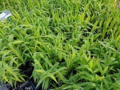 Bild von Chasmanthium latifolium