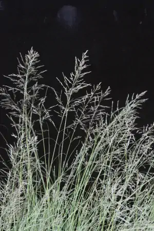 Bild von Eragrostis curvula