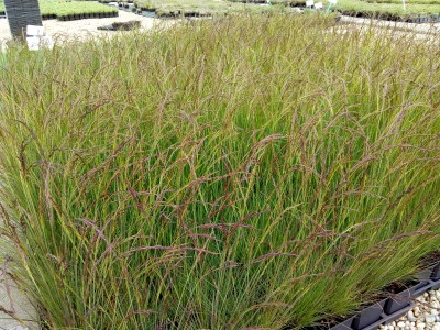 Bild von Festuca amethystina