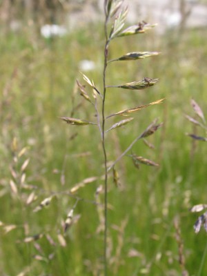 Bild von Festuca ovina