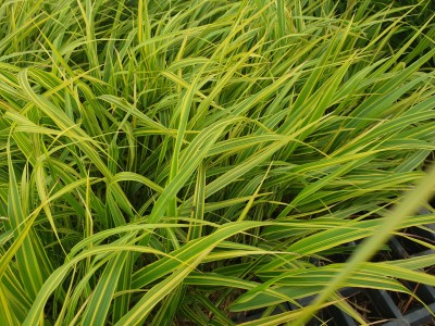 Bild von Hakonechloa macra Albostriata