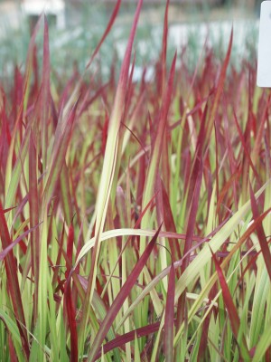 Bild von Imperata cylindrica Red Baron