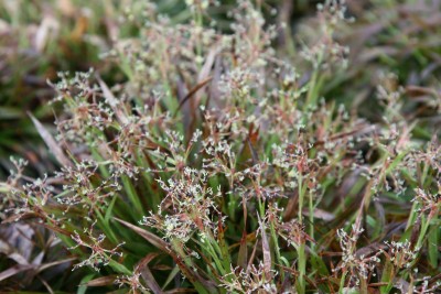 Bild von Luzula pilosa