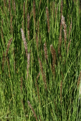 Bild von Melica ciliata