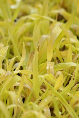 Bild von Millium effusum Aureum
