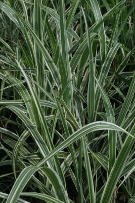 Bild von Miscanthus sinensis Cosmopolitan