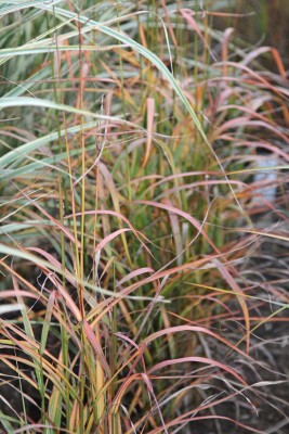 Bild von Miscanthus sinensis Ghana