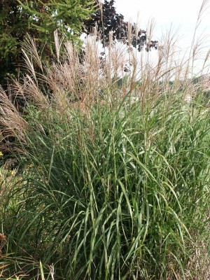 Bild von Miscanthus sinensis Silberfeder