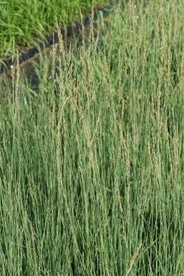 Bild von Molinia caerulea Heidebraut