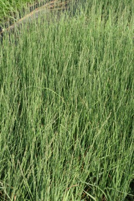 Bild von Molinia caerulea Strahlenquelle