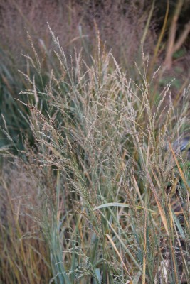 Bild von Panicum amarum Dewey-Blue