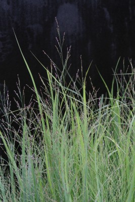 Bild von Panicum virgatum Northwind