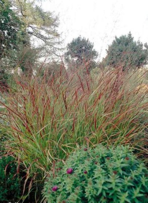 Bild von Panicum virgatum Rehbraun