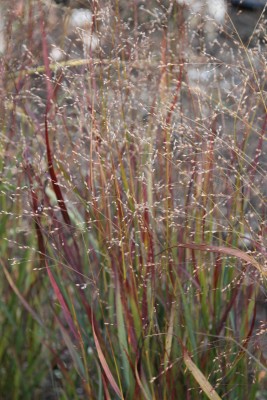Bild von Panicum virgatum JS Blue Darkness