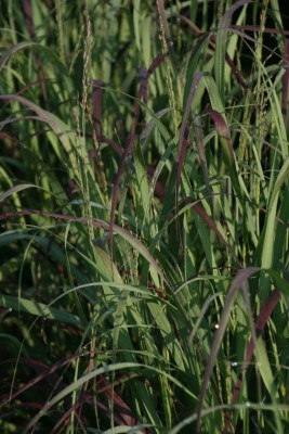 Bild von Panicum virgatum Shenandoah