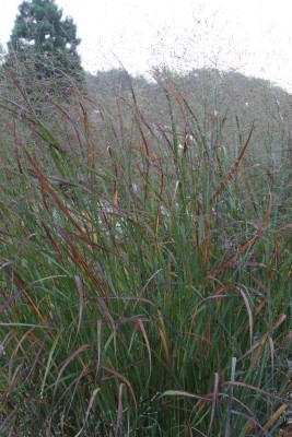 Bild von Panicum virgatum Badlands