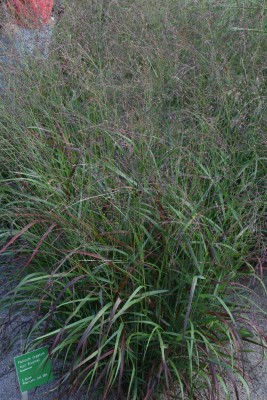 Bild von Panicum virgatum Kurt-Bluemel