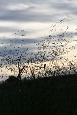 Bild von Panicum virgatum Warrior