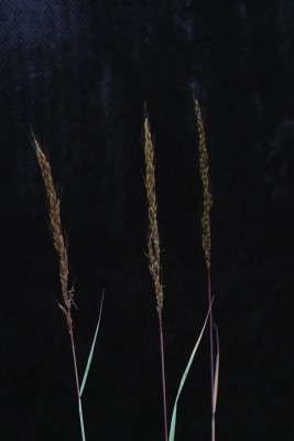 Bild von Sorghastrum nutans