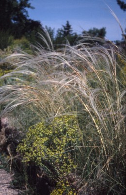 Bild von Stipa barbata