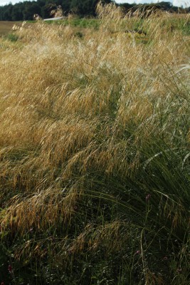 Bild von Stipa gigantea
