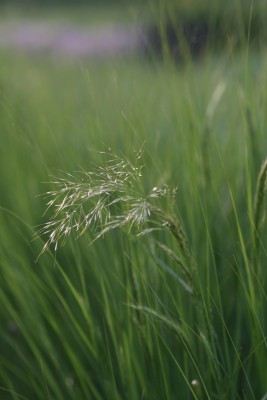 Bild von Stipa lasiagrostis Algäu